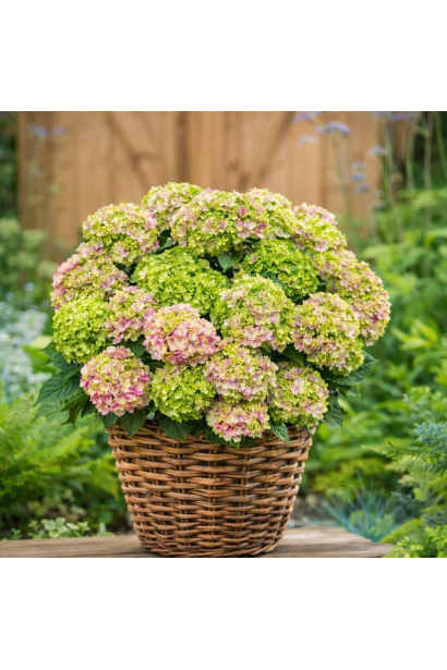 Гортензія широколиста Вібрант Верде в саду 